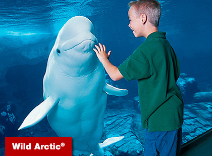 SeaWorld San Diego Any Day Ticket 